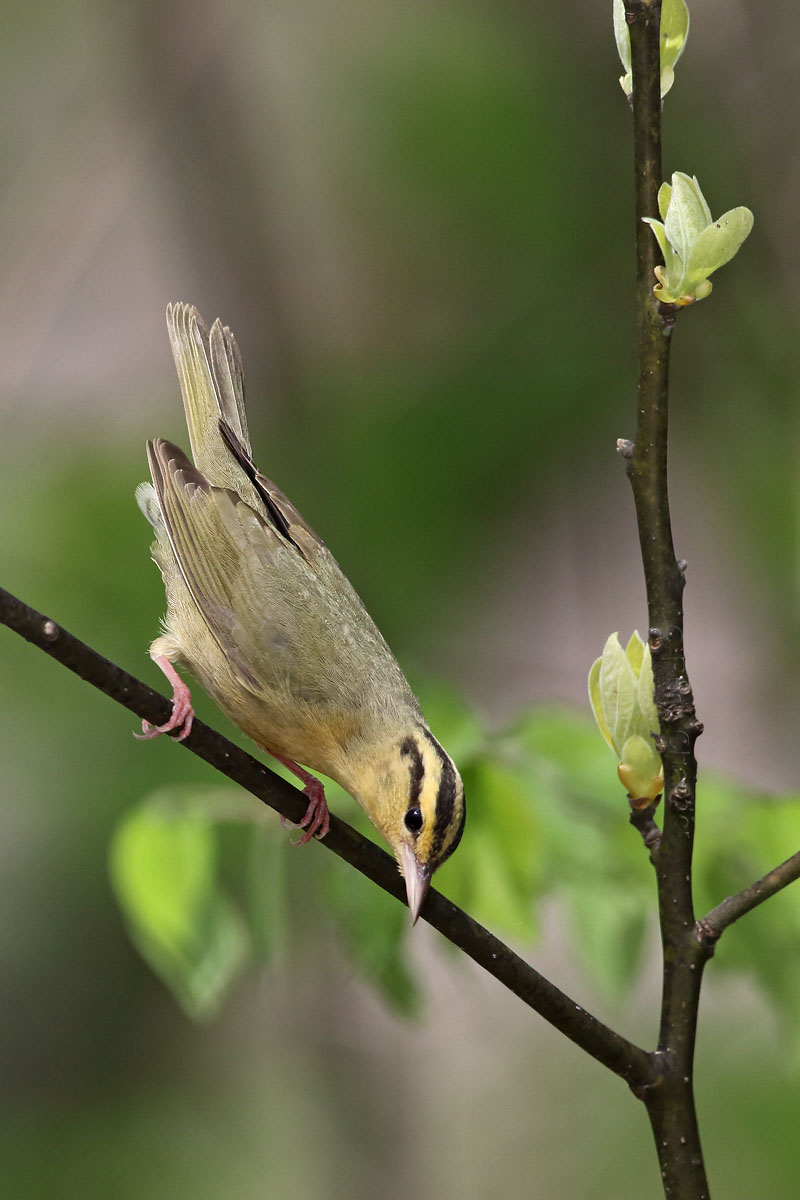 Worm-eating Warbler © Russ Chantler