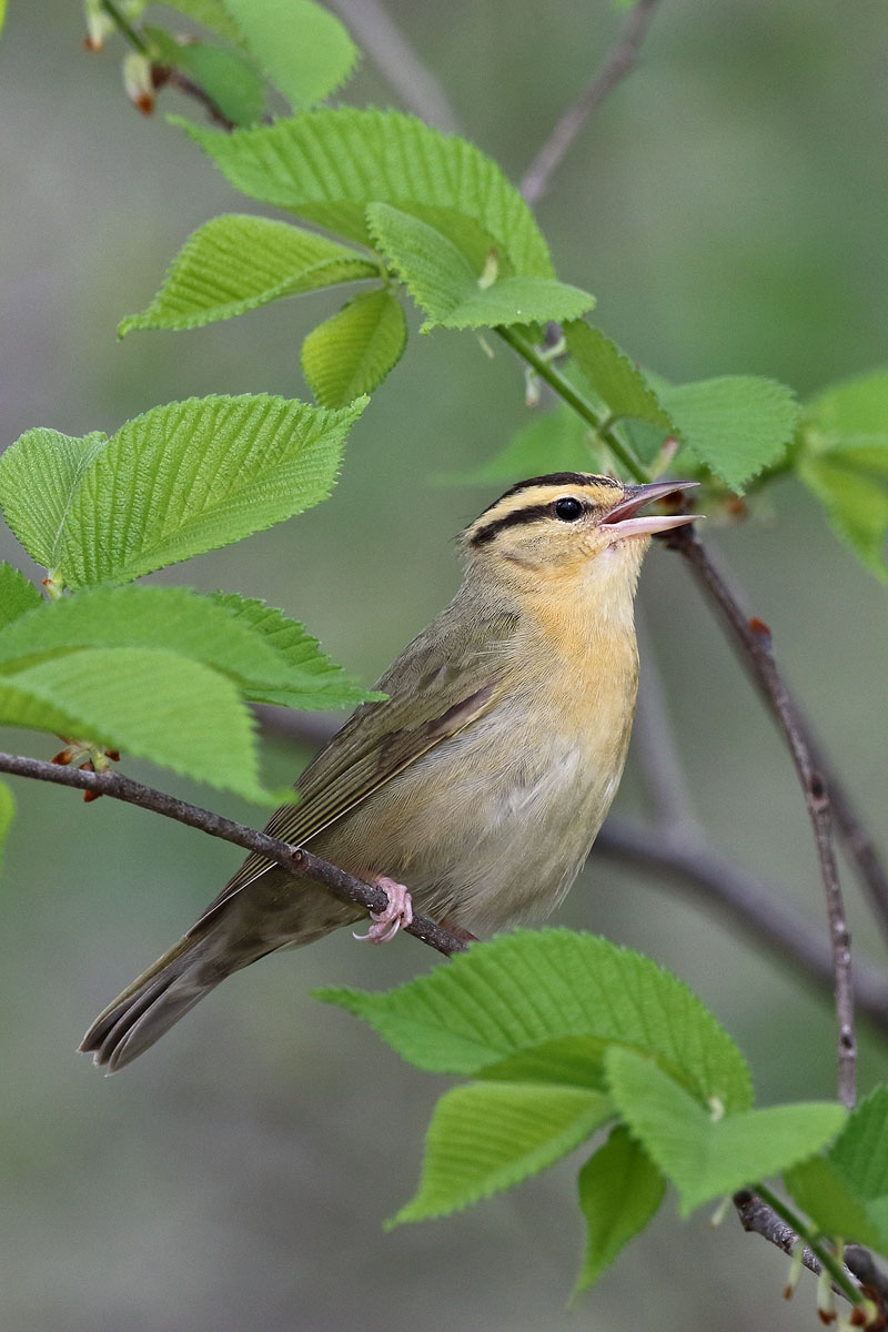 Worm-eating Warbler © Russ Chantler