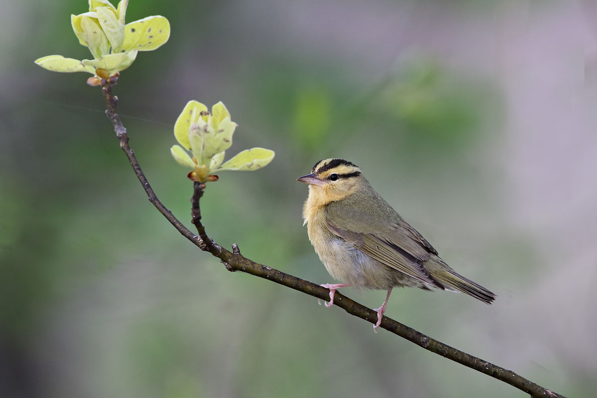 Worm-eating Warbler © Russ Chantler