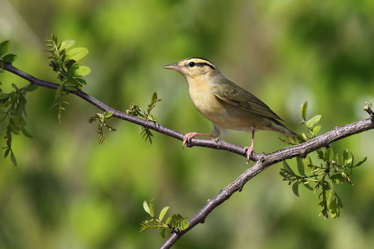 Worm-eating Warbler © Russ Chantler