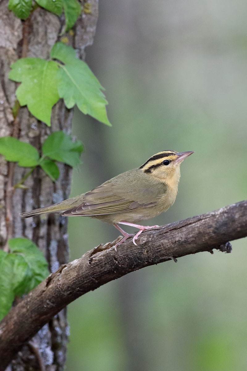 Worm-eating Warbler © Russ Chantler