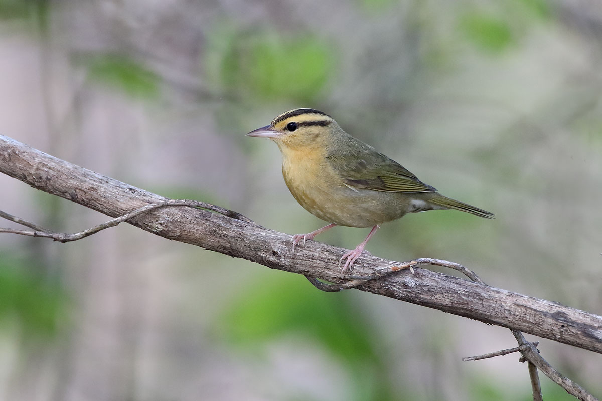 Worm-eating Warbler © Russ Chantler