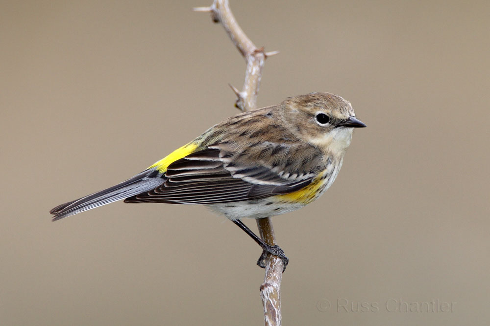 Yellow-rumped Warbler © Russ Chantler