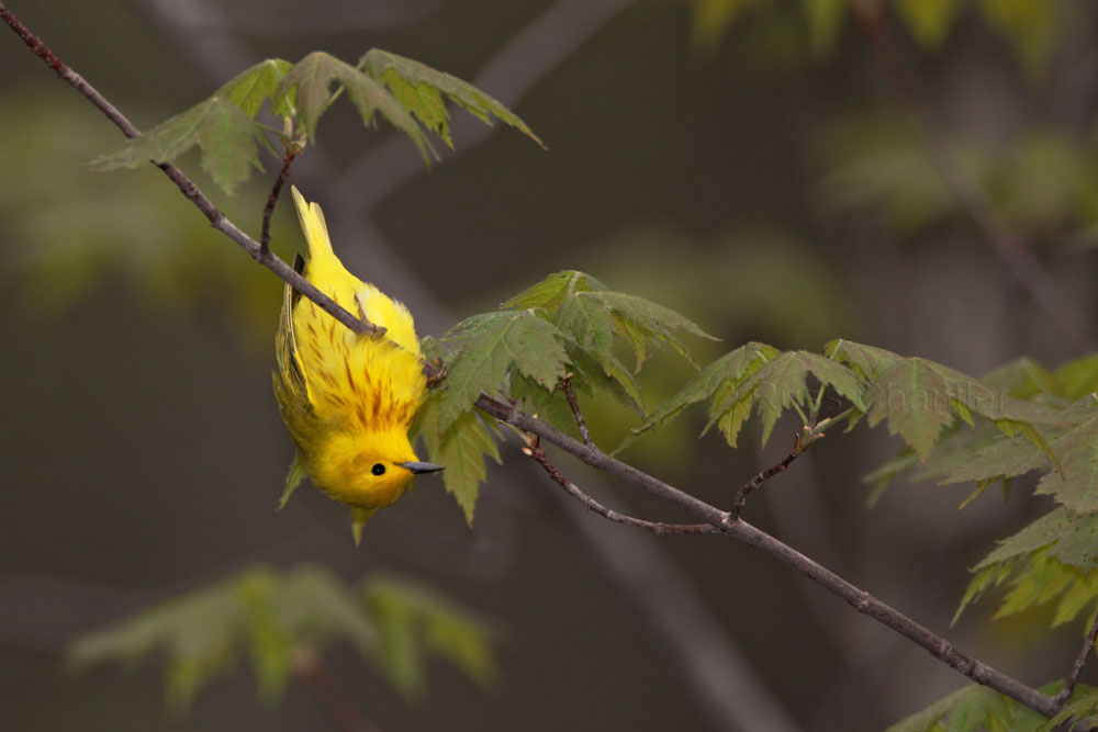 Yellow Warbler © Russ Chantler